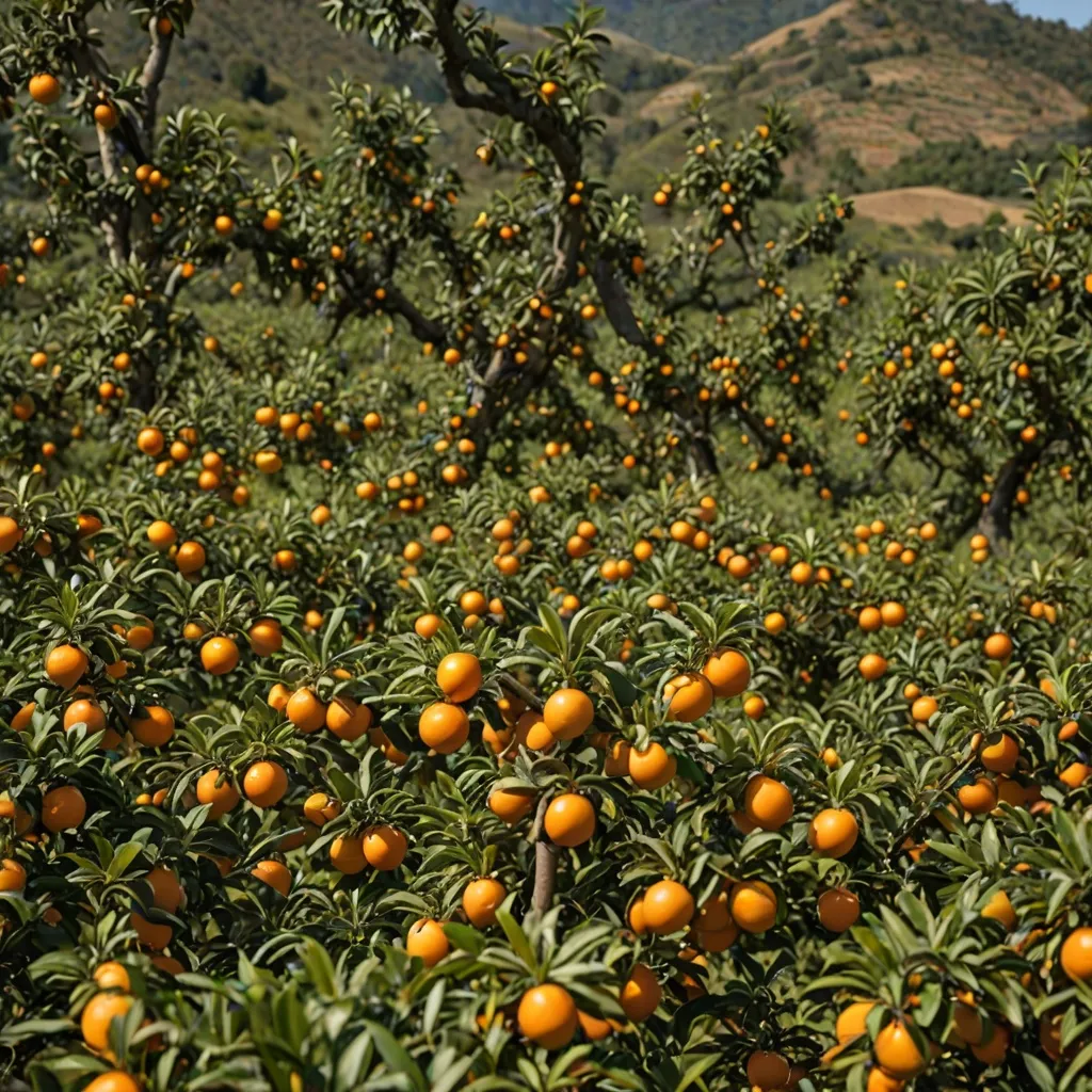 Gdzie rosną pomarańcze? Najlepsze regiony upraw